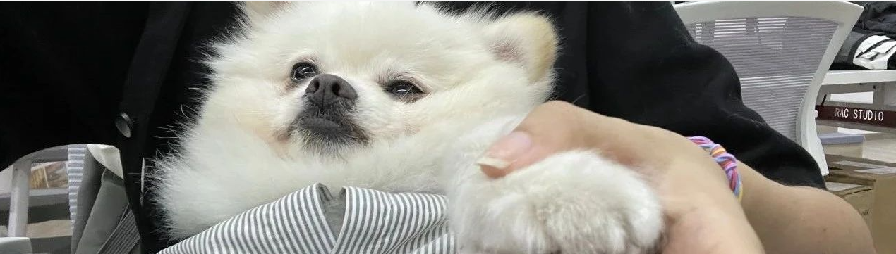 一心奔着爱丁堡大学！浙农林学姐梦校offer到手：RAC线下画图汪汪队面包立大功！
